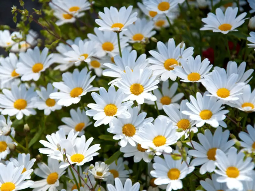 margarete