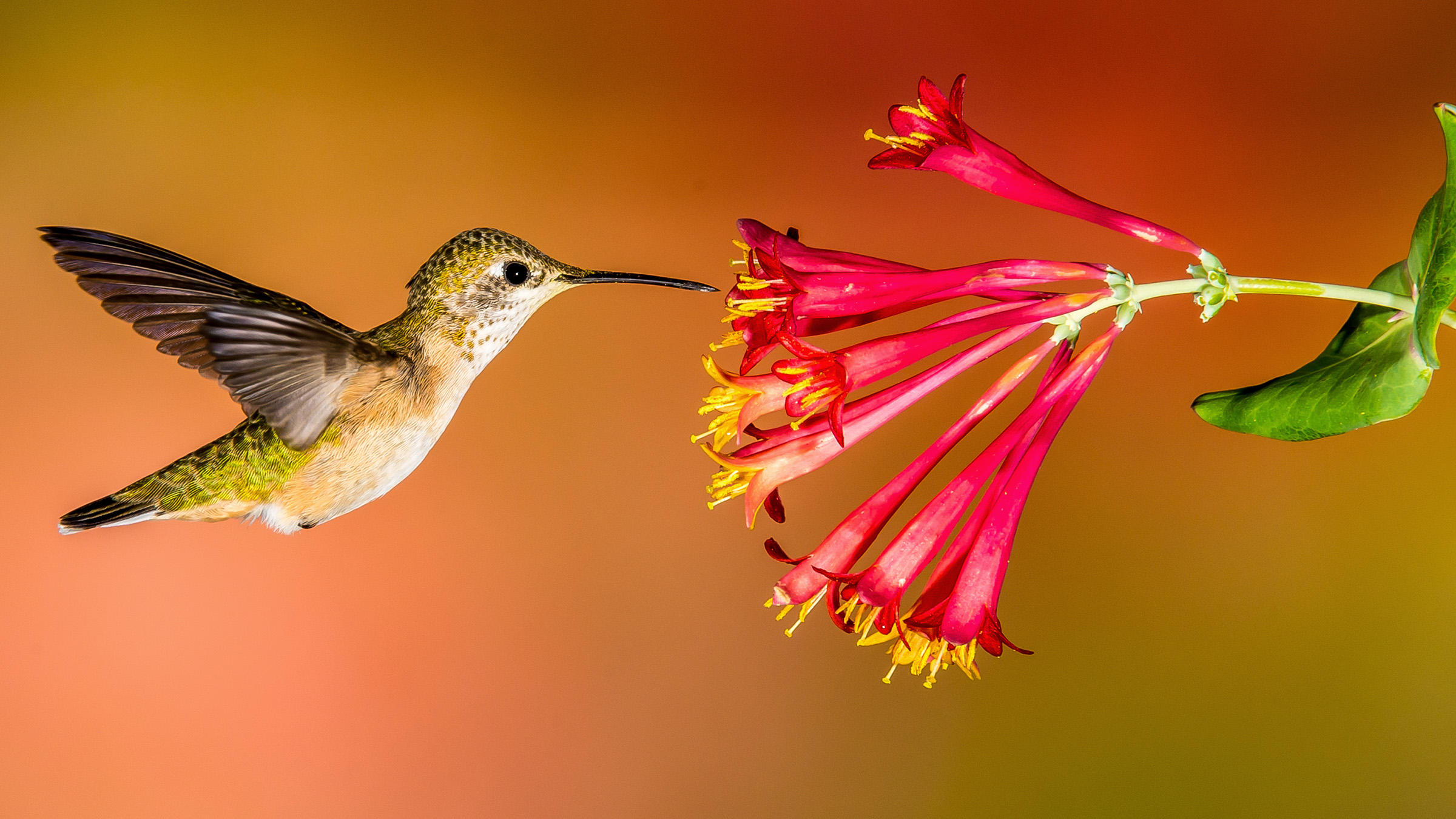 pasare colibri