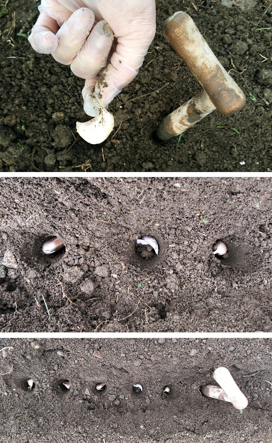 plantare usturoi